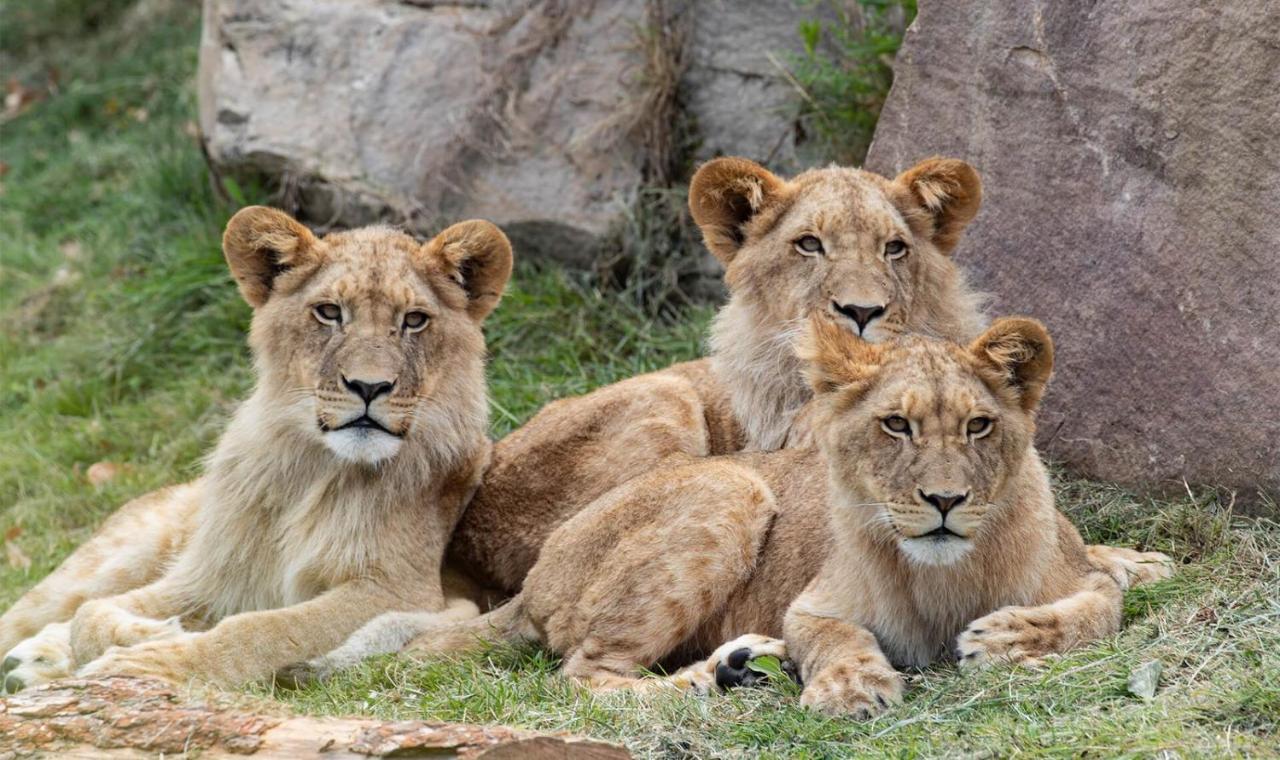 Le Chant Des Oiseaux, 3Km Du Zoo De Beauval, Parking Gratuit ,Wifi Et Netflix Gratuits Saint-Aignan  Εξωτερικό φωτογραφία